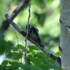 Dendrocopos major kamtschaticus