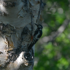 Dendrocopos major kamtschaticus