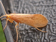 Micropterna