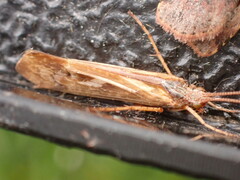 Limnephilus marmoratus