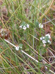 Euphrasia frigida