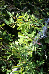 Rhoicissus revoilii