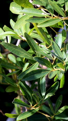 Rhoicissus revoilii