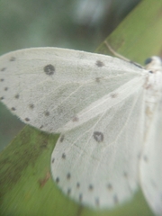 Naxa textilis