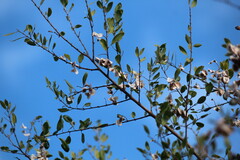 Pteleopsis myrtifolia