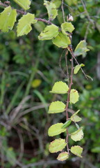 Cissus rotundifolia