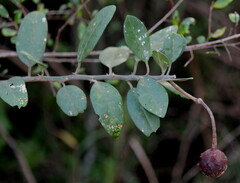 Capparis tomentosa