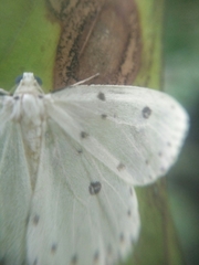 Naxa textilis