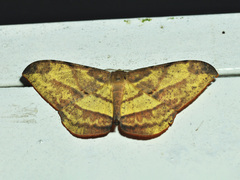 Dalima subflavata
