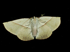 Sarcinodes vultuaria