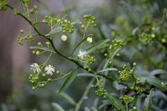 Capparis brassii