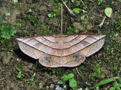 Sarcinodes vultuaria