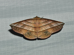 Sarcinodes vultuaria