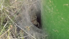 Agelena labyrinthica