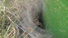 Agelena labyrinthica