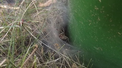 Agelena labyrinthica