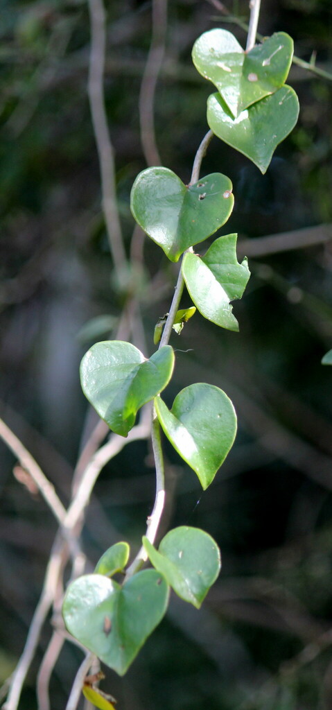 Basella paniculata