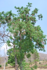Albizia odoratissima