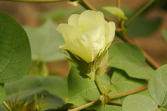 Gossypium barbadense