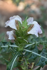 Acanthus montanus