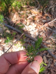 Styphelia margarodes