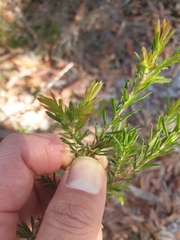 Styphelia margarodes