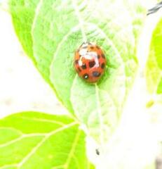 Harmonia axyridis