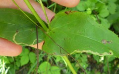 Phytomyza penstemonis