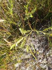Bossiaea heterophylla
