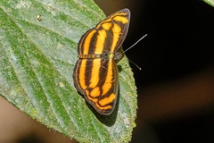 Lasippa tiga siaka