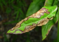 Phytomyza penstemonis