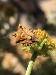Carpocoris mediterraneus atlanticus