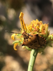 Carpocoris mediterraneus atlanticus