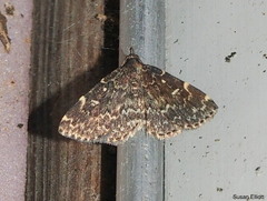 Idia scobialis