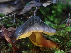Hygrocybe fuscoaurantiaca