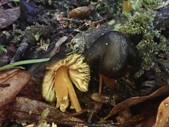 Hygrocybe fuscoaurantiaca
