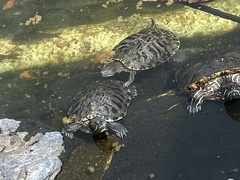 Trachemys scripta elegans