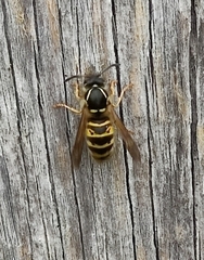 Dolichovespula norwegica