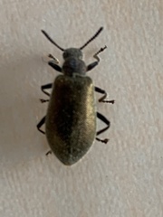 Lagria villosa
