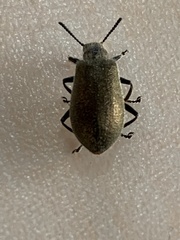 Lagria villosa