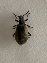 Lagria villosa