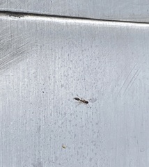 Monomorium floricola