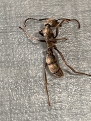 Neoponera foetida