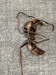 Neoponera foetida