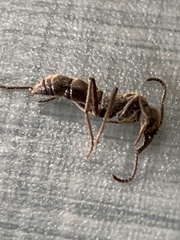 Neoponera foetida