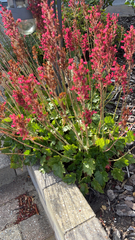 Heuchera sanguinea
