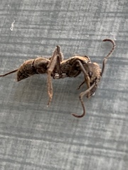 Neoponera foetida