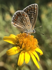 Polyommatus icarus