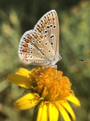 Polyommatus icarus