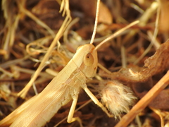 Euchorthippus elegantulus